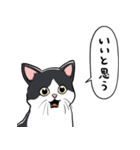 びっくりした猫(ハチワレ)（個別スタンプ：14）