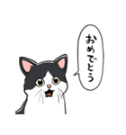 びっくりした猫(ハチワレ)（個別スタンプ：15）