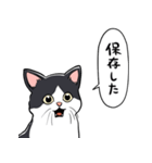 びっくりした猫(ハチワレ)（個別スタンプ：17）