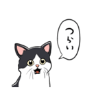 びっくりした猫(ハチワレ)（個別スタンプ：22）
