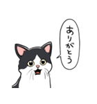 びっくりした猫(ハチワレ)（個別スタンプ：30）