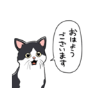 びっくりした猫(ハチワレ)（個別スタンプ：34）