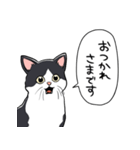 びっくりした猫(ハチワレ)（個別スタンプ：36）