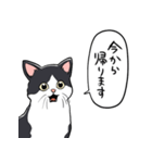びっくりした猫(ハチワレ)（個別スタンプ：39）