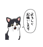 びっくりした猫(ハチワレ)（個別スタンプ：40）
