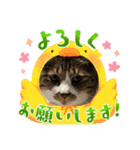 ねこちゃんスタンプ（また明日）（個別スタンプ：2）