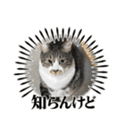ねこちゃんスタンプ（また明日）（個別スタンプ：3）