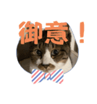 ねこちゃんスタンプ（また明日）（個別スタンプ：6）