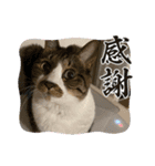 ねこちゃんスタンプ（また明日）（個別スタンプ：7）
