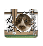 ねこちゃんスタンプ（また明日）（個別スタンプ：9）