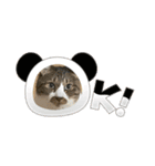 ねこちゃんスタンプ（また明日）（個別スタンプ：10）