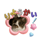 ねこちゃんスタンプ（また明日）（個別スタンプ：11）
