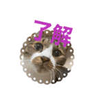 ねこちゃんスタンプ（また明日）（個別スタンプ：13）