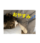 ねこちゃんスタンプ（また明日）（個別スタンプ：14）