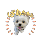 らんまるちゃん3（個別スタンプ：5）