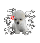 らんまるちゃん3（個別スタンプ：8）