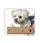 らんまるちゃん3（個別スタンプ：12）
