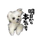 らんまるちゃん3（個別スタンプ：13）