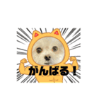 らんまるちゃん3（個別スタンプ：15）