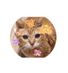 猫のさえ（個別スタンプ：1）