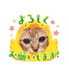 猫のさえ（個別スタンプ：13）