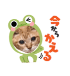 猫のさえ（個別スタンプ：15）