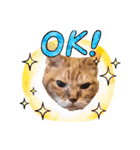 猫のさえ（個別スタンプ：19）