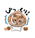 猫のさえ（個別スタンプ：22）