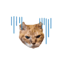 猫のさえ（個別スタンプ：26）