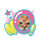 猫のさえ（個別スタンプ：34）
