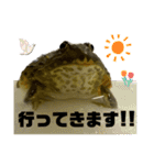 アフリカウシガエル☆Part2☆（個別スタンプ：19）