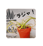 minchopila 9（個別スタンプ：1）