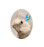 minchopila 9（個別スタンプ：6）