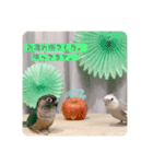 minchopila 9（個別スタンプ：9）