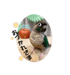 minchopila 9（個別スタンプ：12）