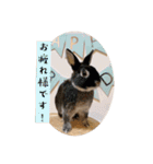 minchopila 9（個別スタンプ：14）