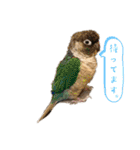 minchopila 9（個別スタンプ：16）