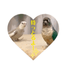 minchopila 9（個別スタンプ：17）