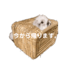 minchopila 9（個別スタンプ：18）