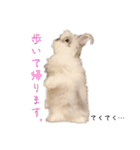 minchopila 9（個別スタンプ：20）