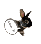 minchopila 9（個別スタンプ：22）