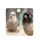minchopila 9（個別スタンプ：25）