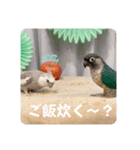 minchopila 9（個別スタンプ：27）
