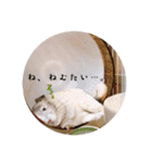 minchopila 9（個別スタンプ：32）