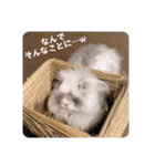 minchopila 9（個別スタンプ：33）