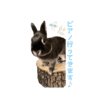 minchopila 9（個別スタンプ：36）