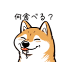 たまに良いことを言う柴犬 日常会話 40種類（個別スタンプ：14）