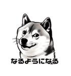 たまに良いことを言う柴犬 日常会話 40種類（個別スタンプ：25）