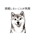 たまに良いことを言う柴犬 日常会話 40種類（個別スタンプ：31）