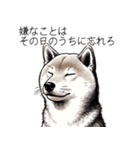 たまに良いことを言う柴犬 日常会話 40種類（個別スタンプ：40）